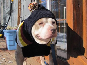 Second-Chance-Animal-Rescue-submitted-dog-in-hat