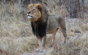 cecil-the-lion-zimbabwe-CC-vince-osullivan