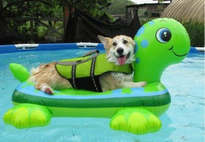 dog on raft AllPaws Facebook