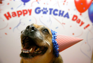 gotcha day dog with hat Richard W. Rodriguez AP Images for PetSmart