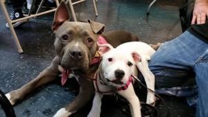 homeless-pets-collide-nyc-submitted